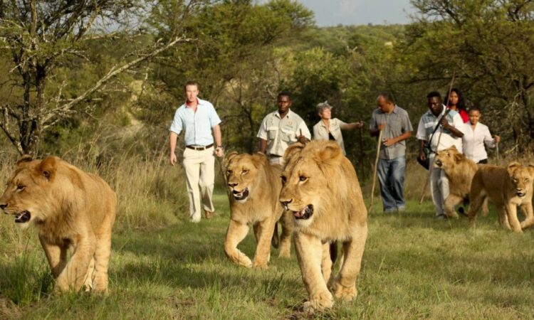 Beyond the hills your Ultimate Guide to Rwanda’s Unforgettable Safari Experience