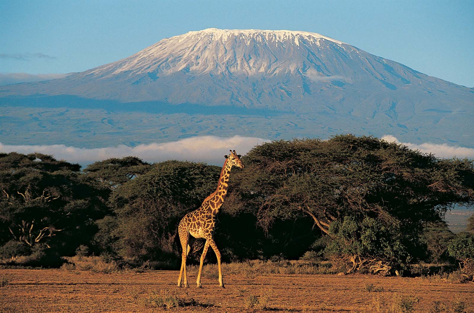 The Roof of Africa & Endless Plains,Your Ultimate Safari Guide to Tanzania