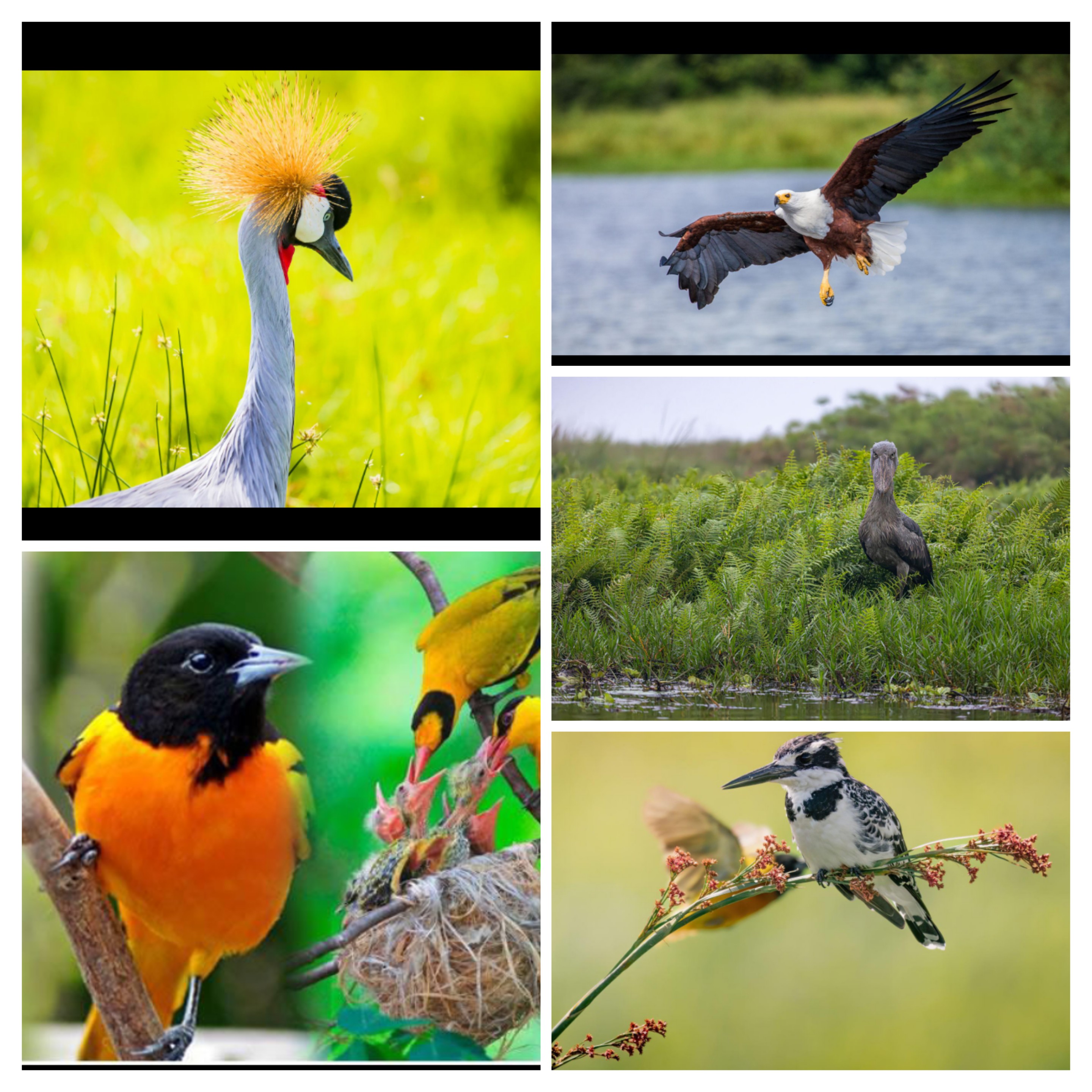 Discover the Beauty of Bird Watching as an experience when you us