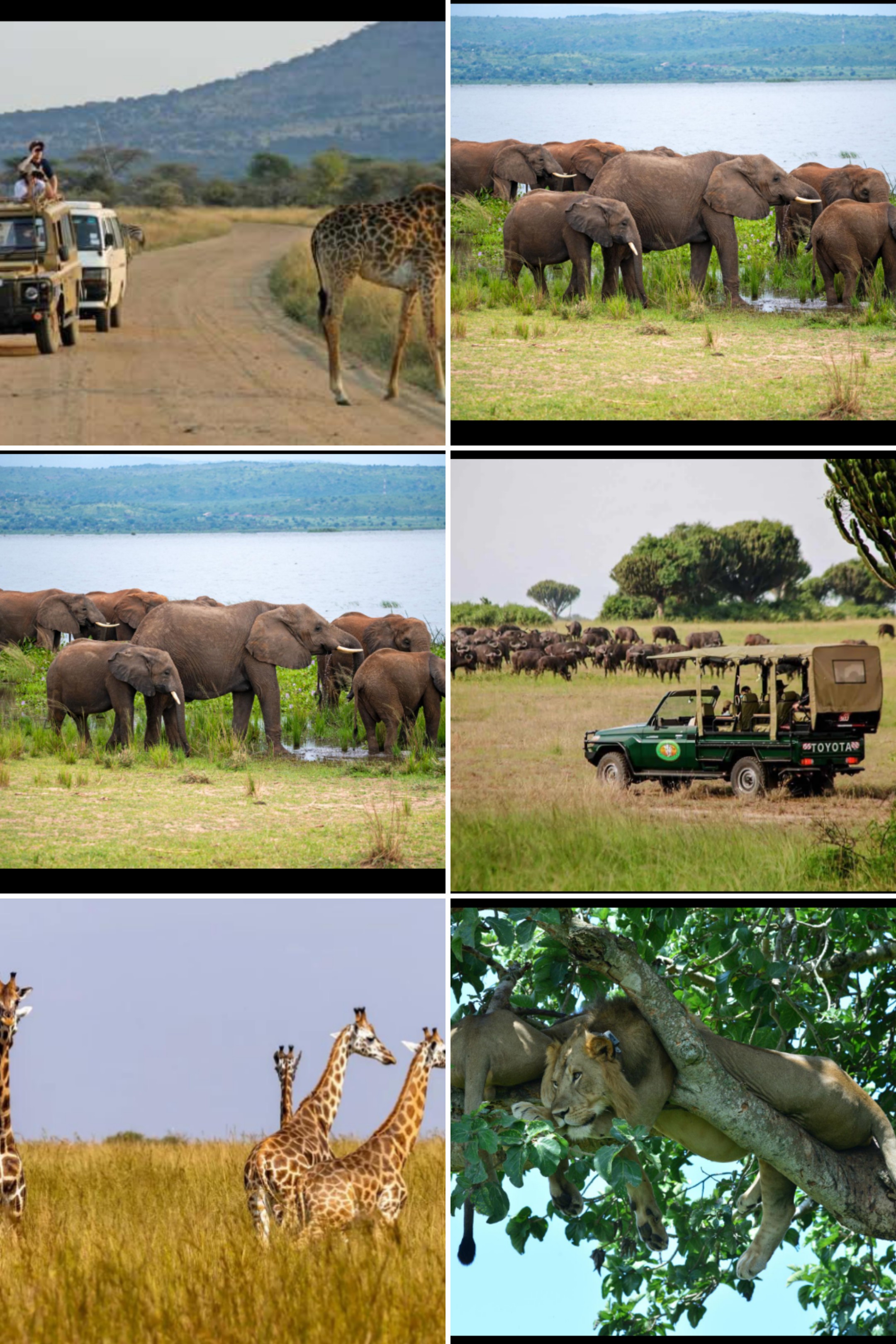 Wildlife Game Drives in Uganda - Experience the Untamed Beauty of Uganda