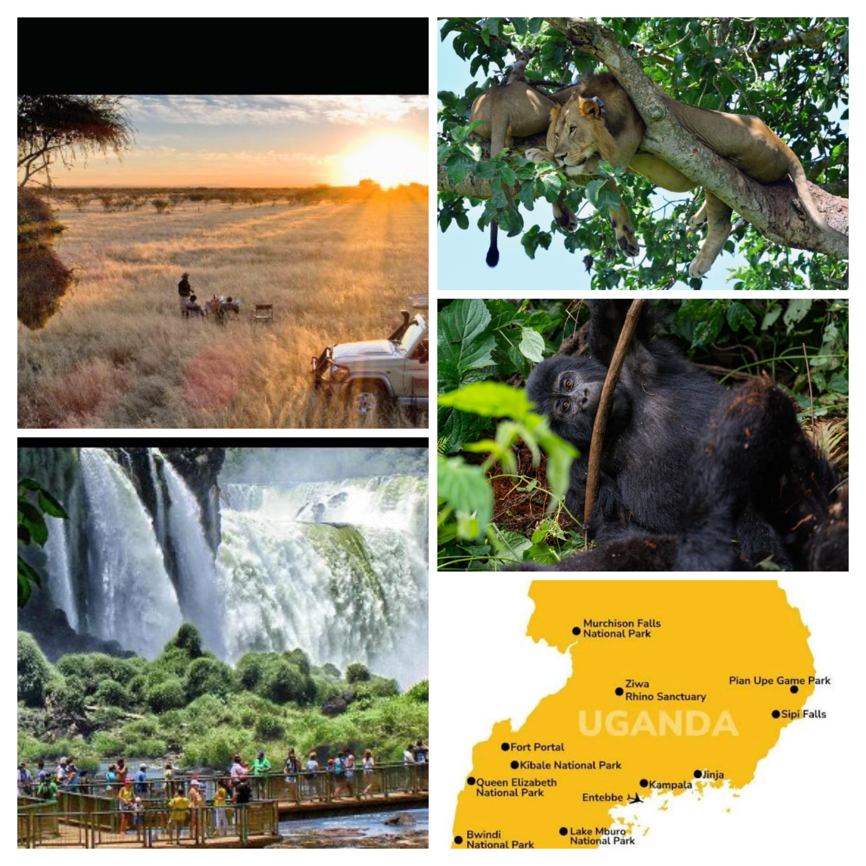 Discover Uganda’s Top Attractions: From Gorilla Trekking to Classic African Safaris